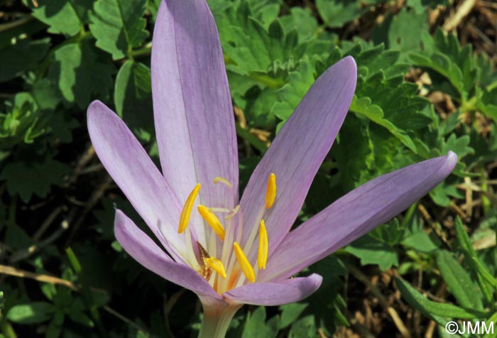 Colchicum autumnale