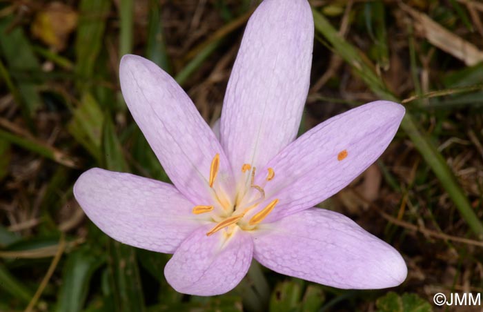 Colchicum autumnale