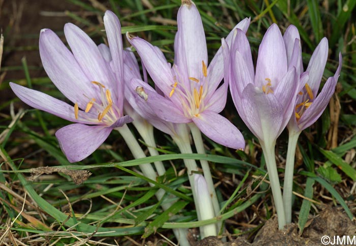 Colchicum autumnale