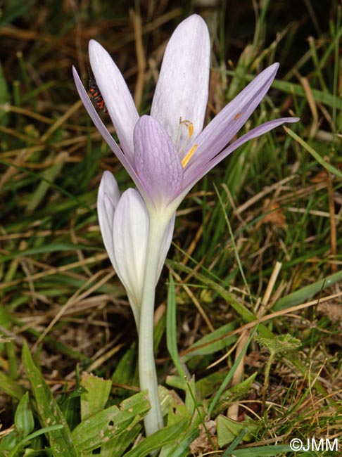 Colchicum autumnale