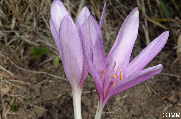 Colchicum autumnale