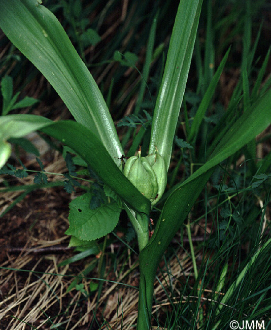 Colchicum autumnale