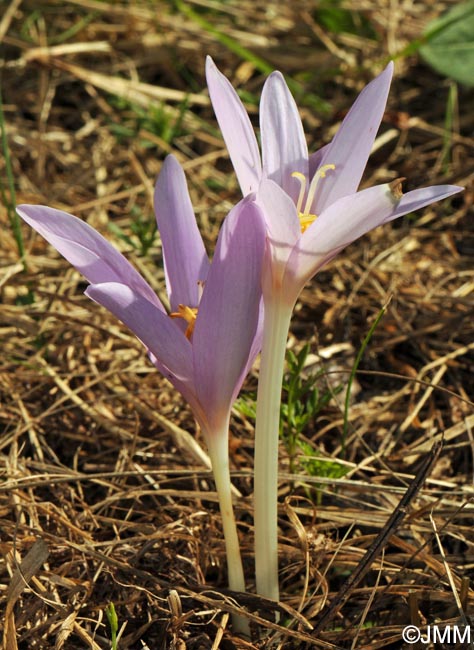 Colchicum autumnale