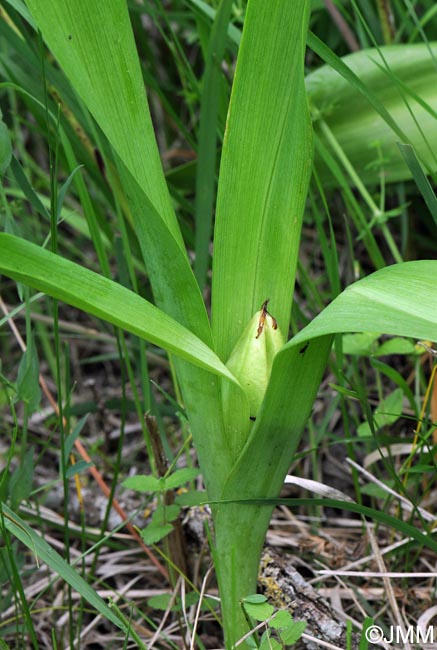 Colchicum autumnale