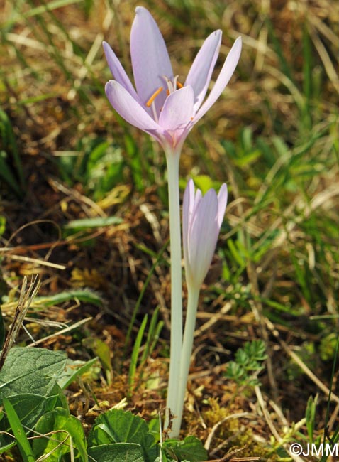 Colchicum autumnale