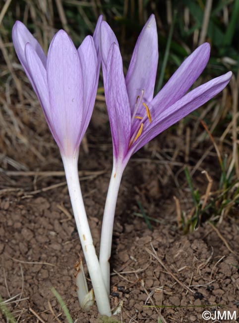 Colchicum autumnale