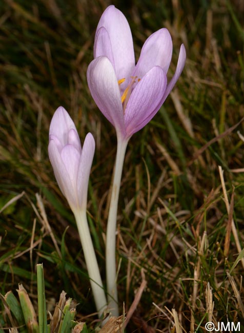 Colchicum autumnale