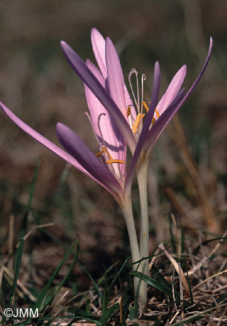 Colchicum autumnale