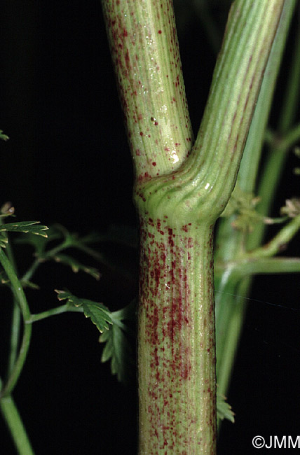 Conium maculatum