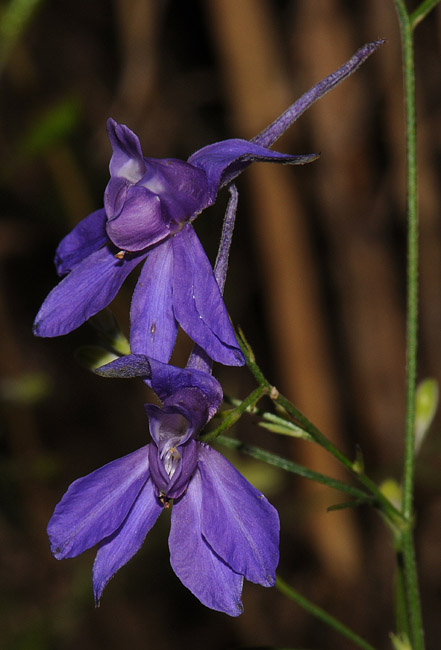 Consolida regalis