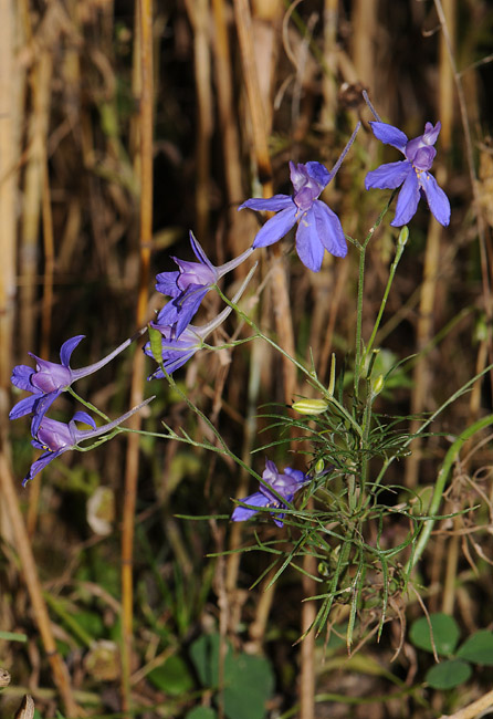 Consolida regalis