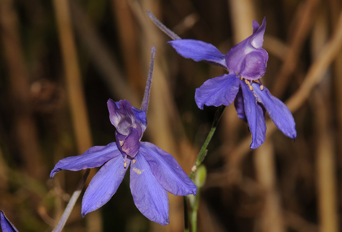 Consolida regalis