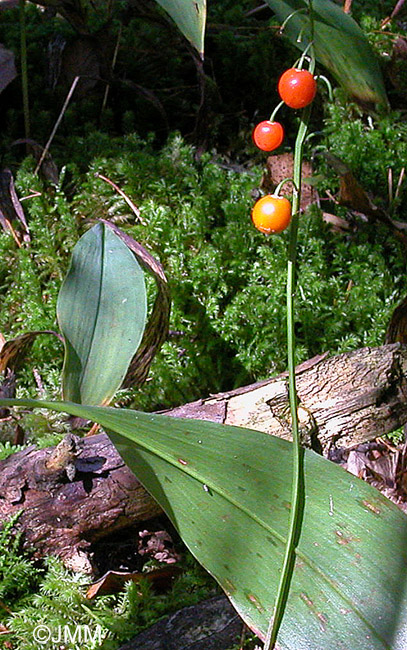 Convallaria majalis