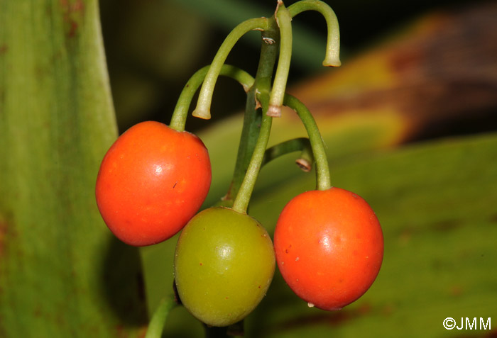 Convallaria majalis