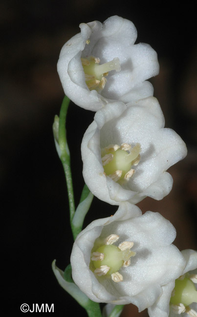 Convallaria majalis