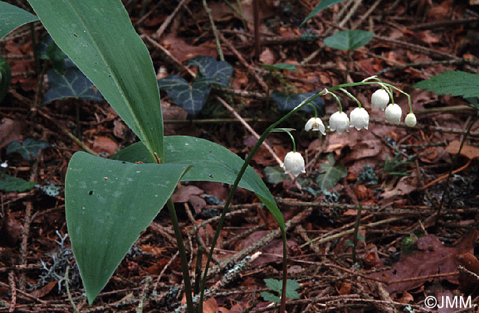 Convallaria majalis