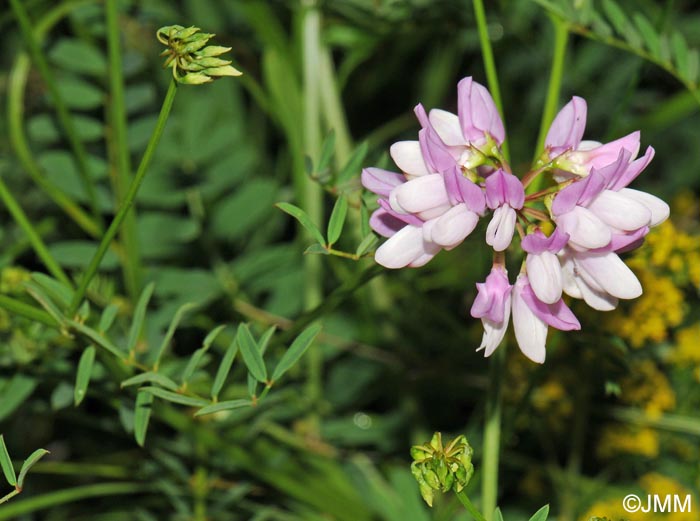 Coronilla varia