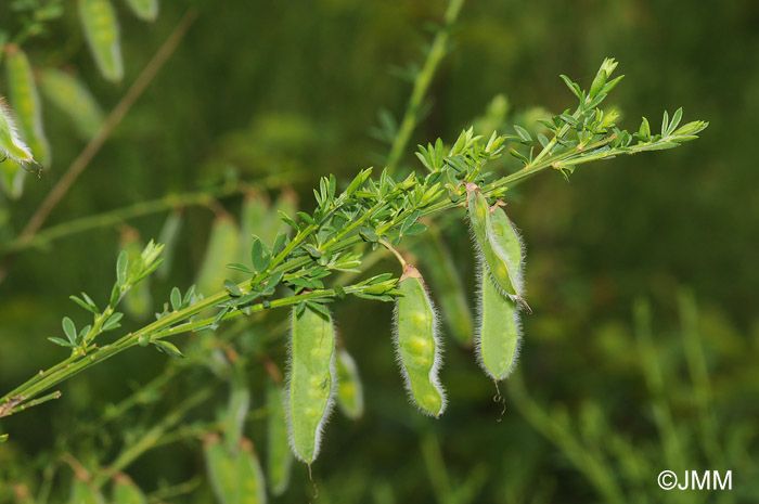 Cytisus scoparius