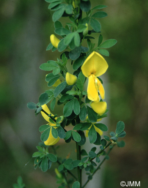 Cytisus scoparius