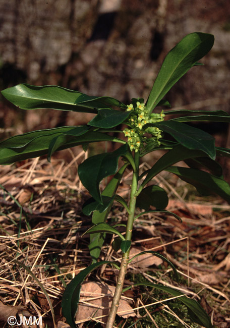 Daphne laureola