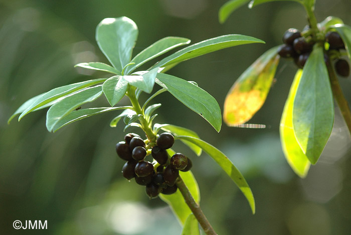 Daphne laureola