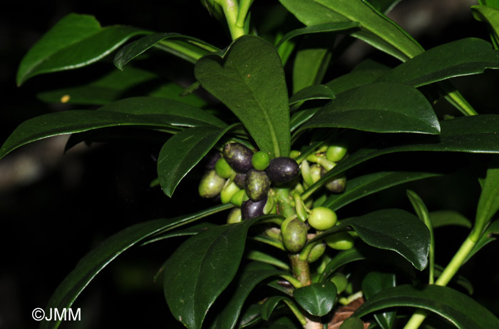 Daphne laureola