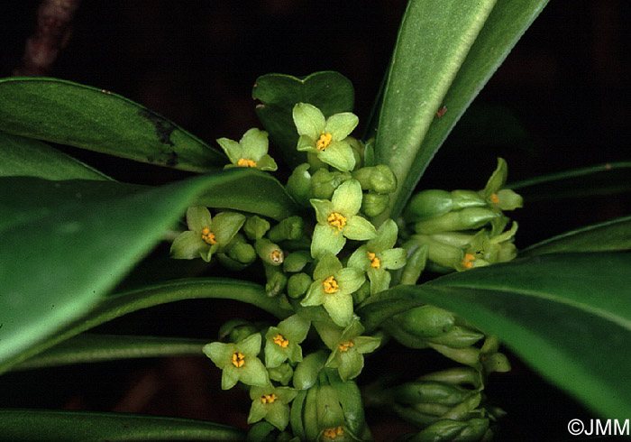 Daphne laureola