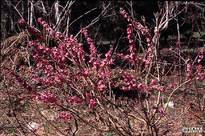 Daphne mezereum