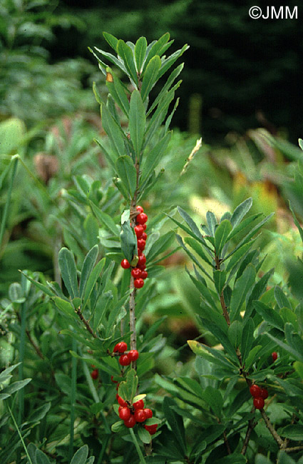 Daphne mezereum