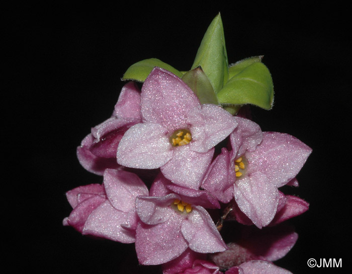 Daphne mezereum