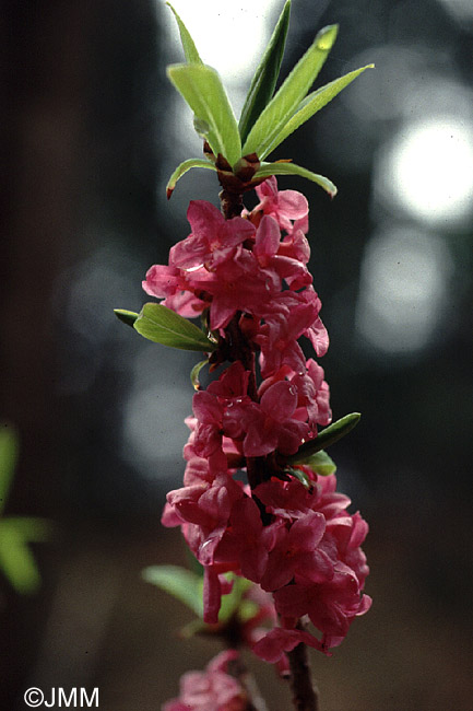 Daphne mezereum