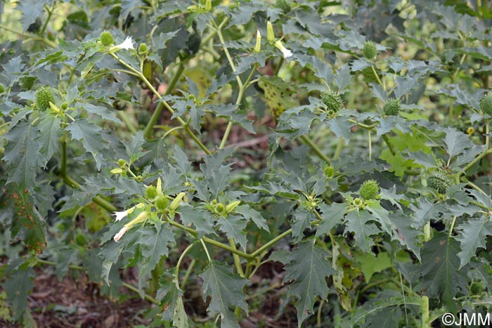 Datura stramonium