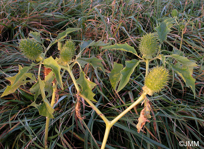 Datura stramonium