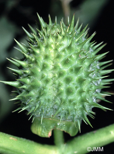 Datura stramonium