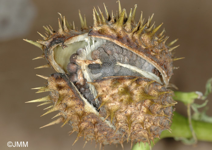 Datura stramonium