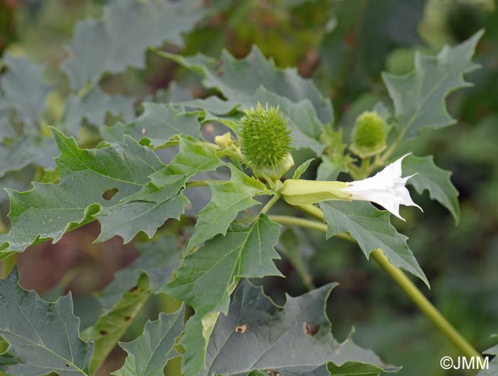 Datura stramonium