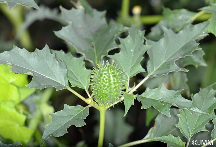 Datura stramonium