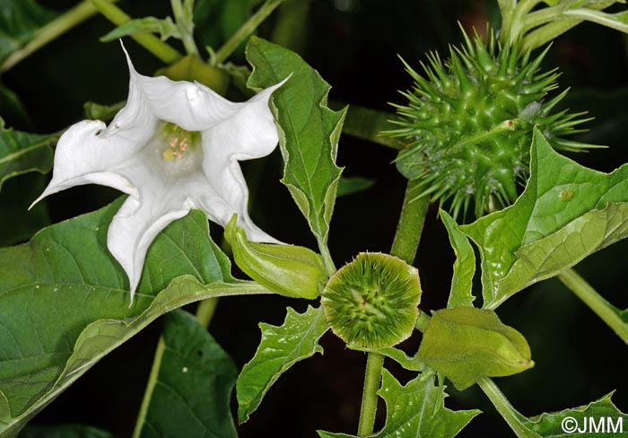 Datura stramonium