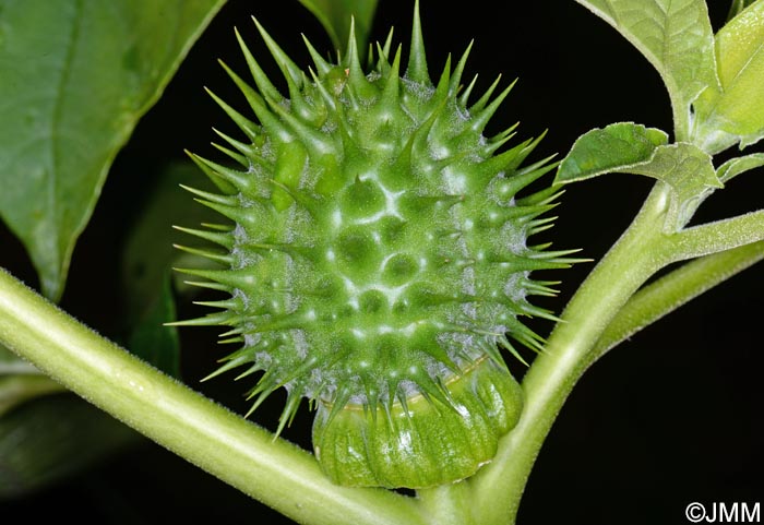 Datura stramonium