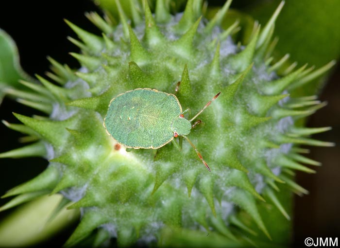 Datura stramonium