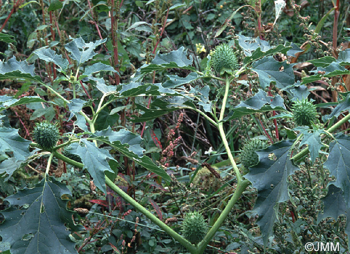 Datura stramonium