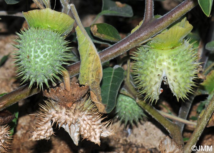 Datura wrightii