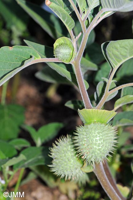 Datura wrightii