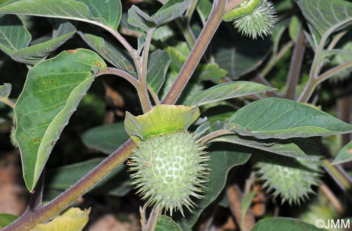 Datura wrightii