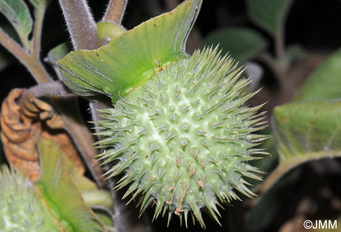 Datura wrightii