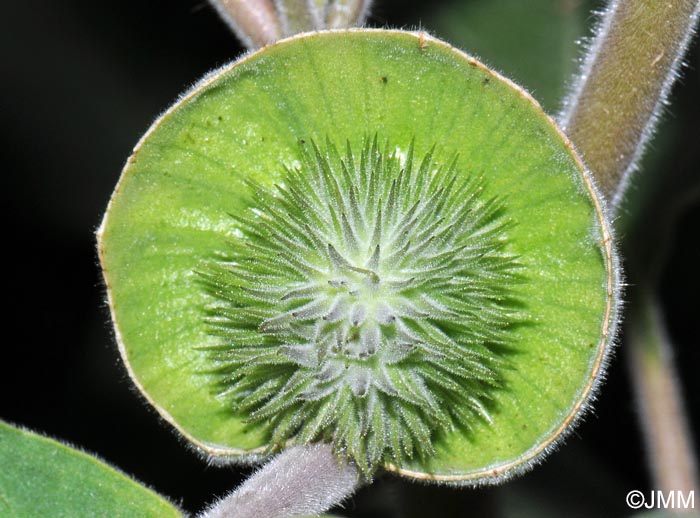 Datura wrightii