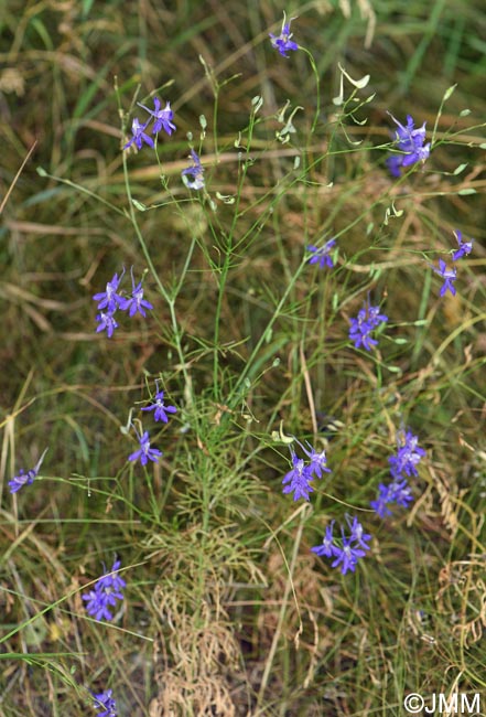 Consolida regalis = Delphinium consolida