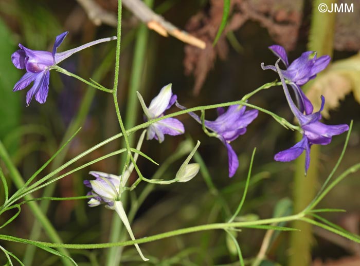 Consolida regalis = Delphinium consolida