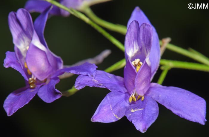 Consolida regalis = Delphinium consolida