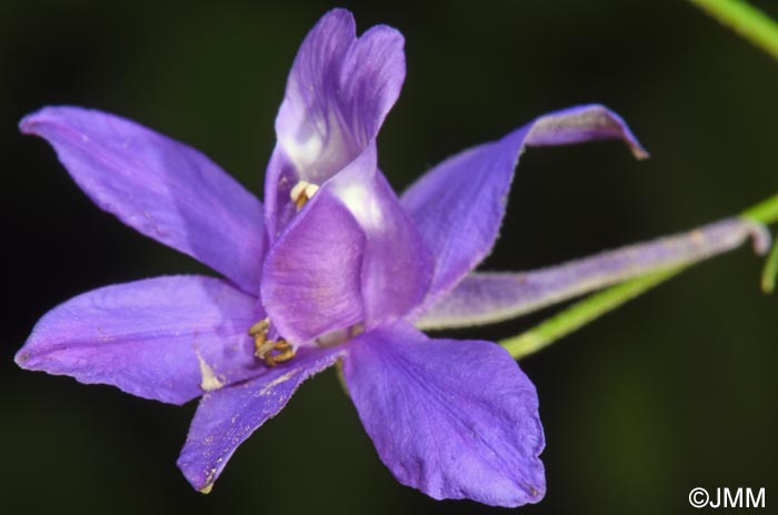 Consolida regalis = Delphinium consolida